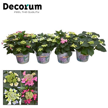 Hydrangea Teller Mix In Bucket 7+ (decorum)