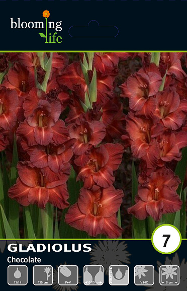 Гладиолус крупноцветковый Чоколейт
