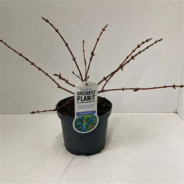 Lonicera Cearulea Duet