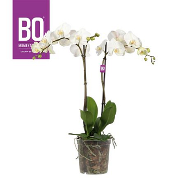 Phal 2st King 2st Bo White 2 Spike