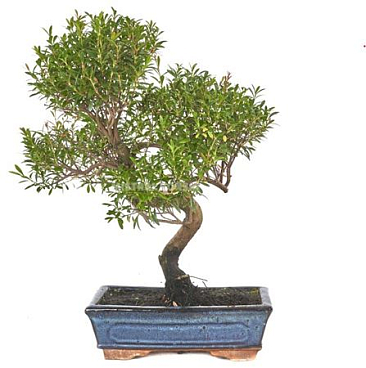 Bonsai Syzygium Buxifolium S-shape
