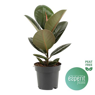 Ficus El Robusta