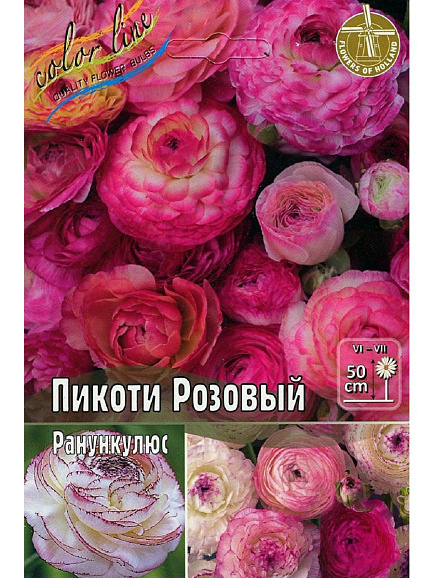 Лютик пикотти розовый