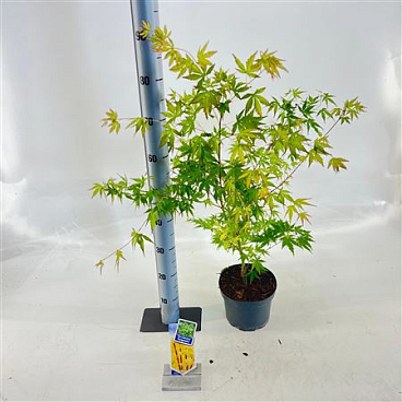 Acer Palm Sangokaku