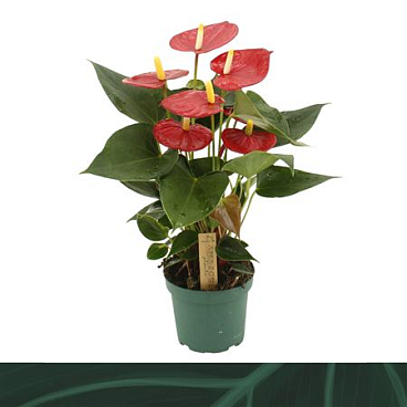 Anth An Aroha 5+ (amazone)