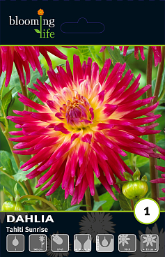 Георгина кактусовая Таити Санрайз