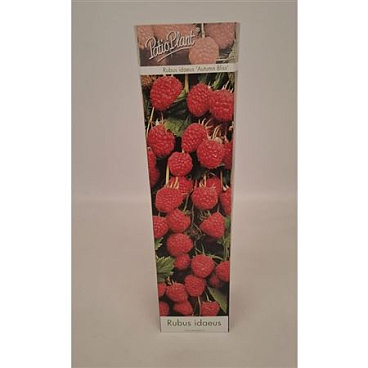 Rubus Ideaus Autumn Bliss
