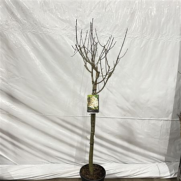 Aronia Prunifolia Viking On Stem