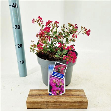 Lagerstroemia Indica With Love Girl