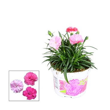 Dianthus I Love You