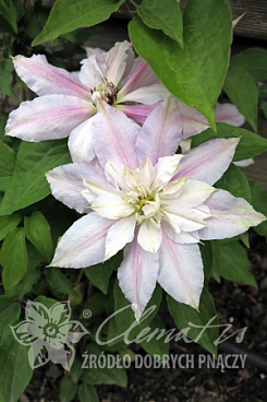 Клематис гибридный Матка Седлиска