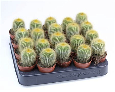 Eriocactus Leninghausii