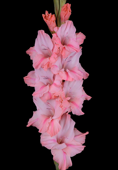 Гладиолус крупноцветковый Небоскреб