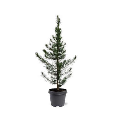Pinus Halepensis