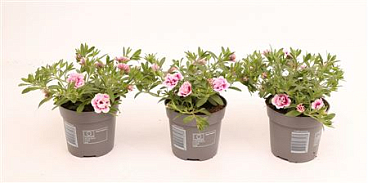 Calibrachoa Minifamous Double Pinktastic