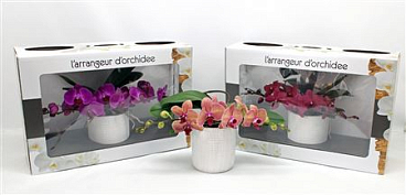 Phal L'arrangeur D'orchidee Mix (phalaenova)