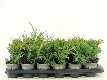 Juniperus Virginiana Hetz