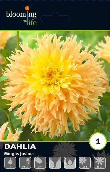 Георгина фимбриата Мингус Джошуа