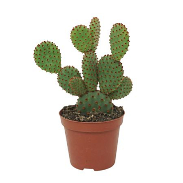 Opuntia Microdasys Rufida