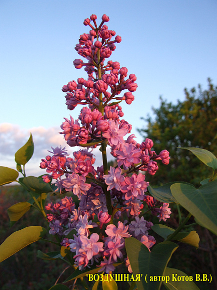 Сирень обыкновенная Воздушная