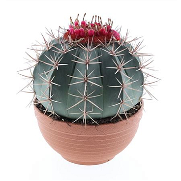 Melocactus Bahienis