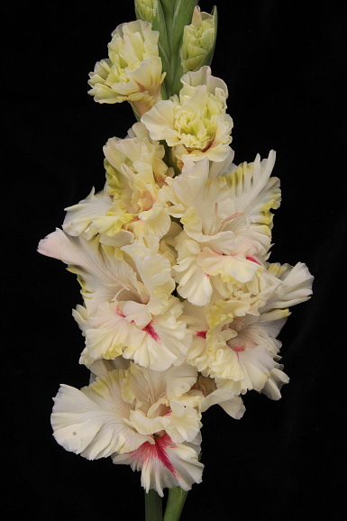 Гладиолус крупноцветковый Днем С Огнем