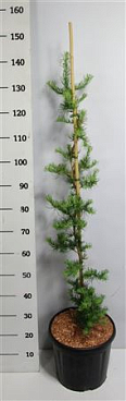 Larix Kaempf Diana