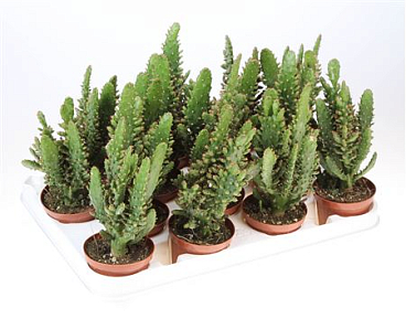 Opuntia Monacantha