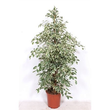 Ficus Be Twilight