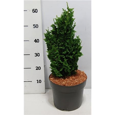 Thuja Occ Zmatlik
