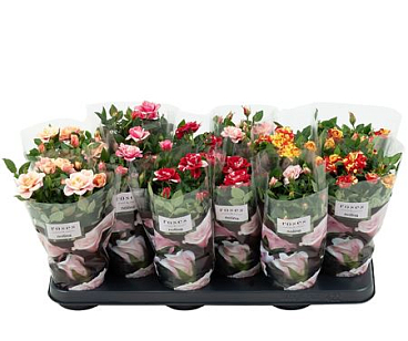 Rosa Special Roses Mix