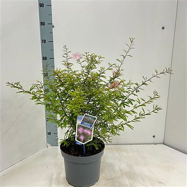 Calliandra Surinamensis Dixie Pink