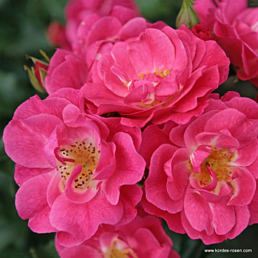 Роза почвопокровная Блюхвандер 08