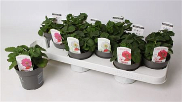 Fragaria Summer Breeze Mix