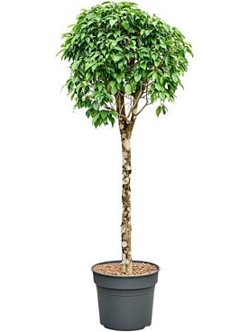 Ficus Benjamina 'columnar'