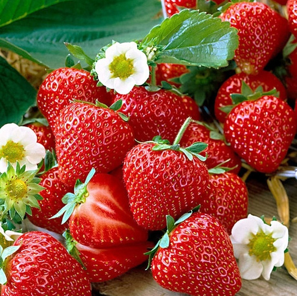 Земляника Сальса