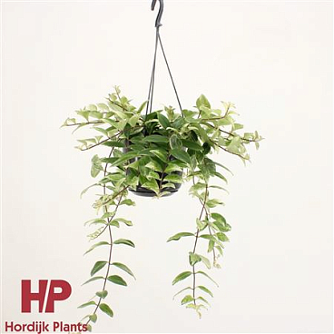 Aeschynanthus Lobbianus Variegatus Hanging Pot