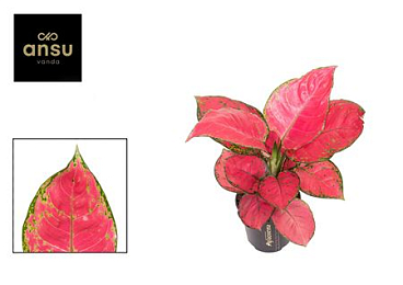 Aglaonema Red Joy