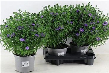 Aster Dark Purple
