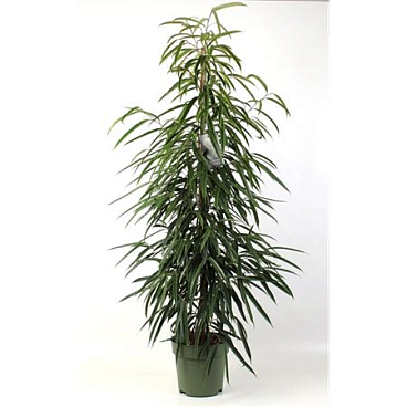 Ficus Bin Alii
