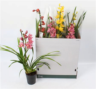 Cymbidium 1st Mix Open Flower