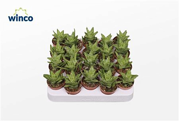 Aloe Squarrosa