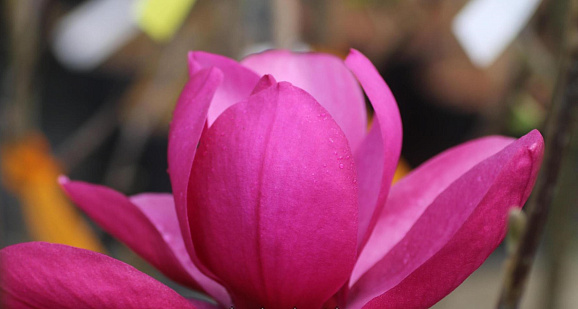 Магнолия Ливингстоун