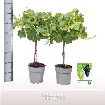 Vitis Vinifera Mix On Stem