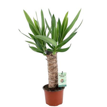 Yucca 25cm Stem 3+