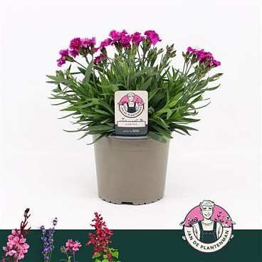 Dianthus Mountain Frost Rose