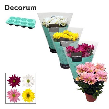 Chrys Margarita Mix (decorum)