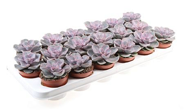Echeveria Perle Von Nurnberg