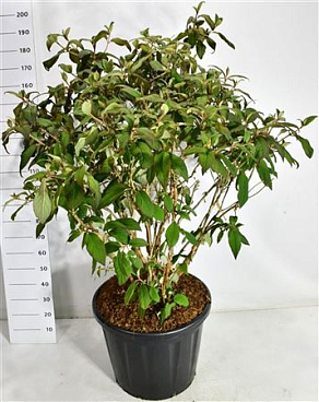 Hydrangea Asp Macrophylla