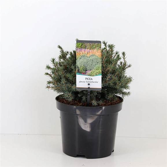 Ель канадская Эхиниформис